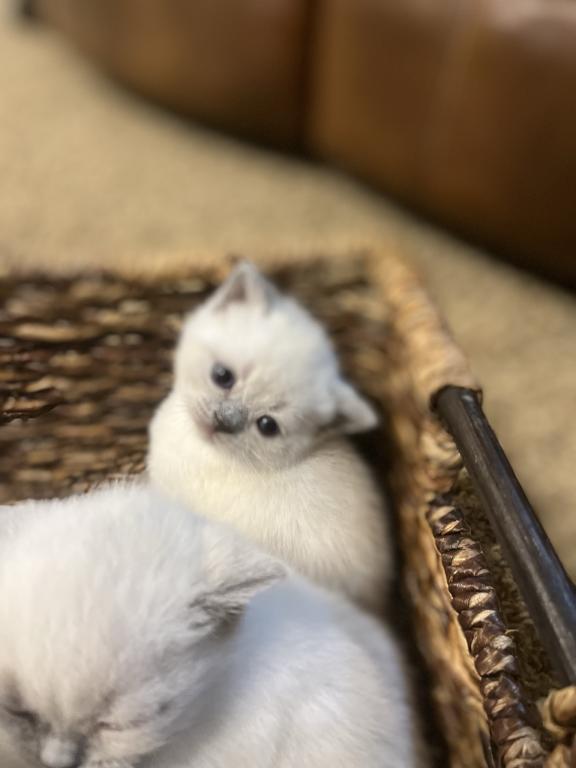 British Shorthair Kittens photo 4