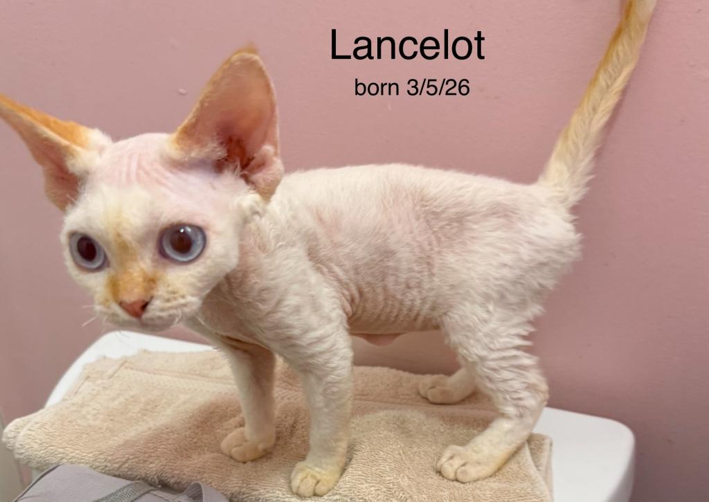 Lancelot photo 1