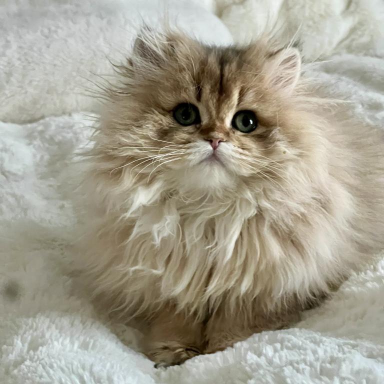 British Longhair photo 2