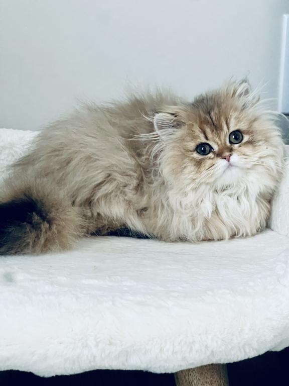 British Longhair photo 5