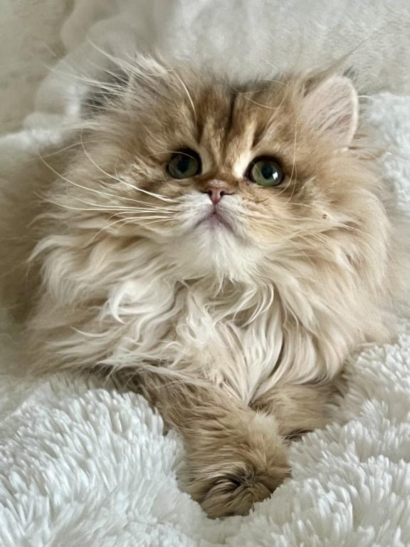 British Longhair photo 6
