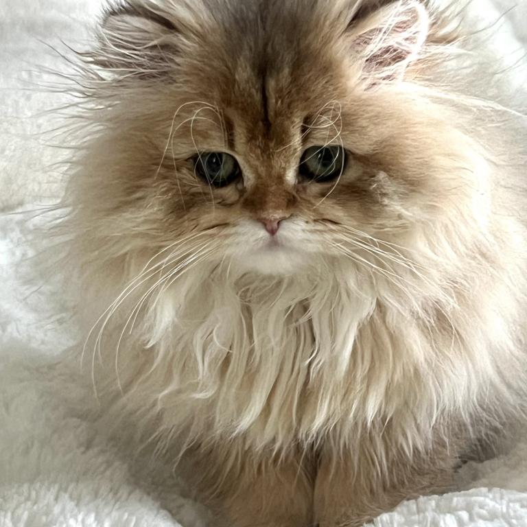 British Longhair photo 3