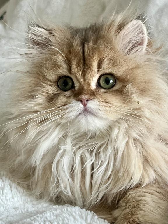British Longhair