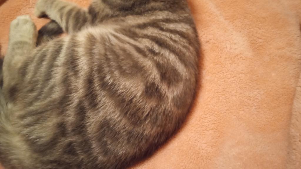 Zeus photo 4