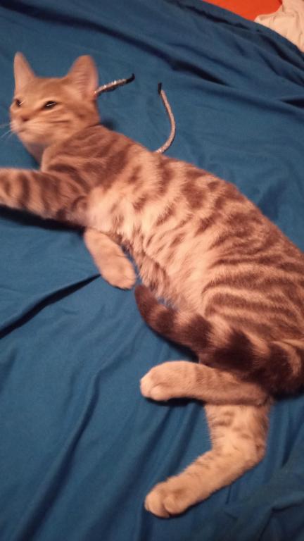 Zeus photo 7