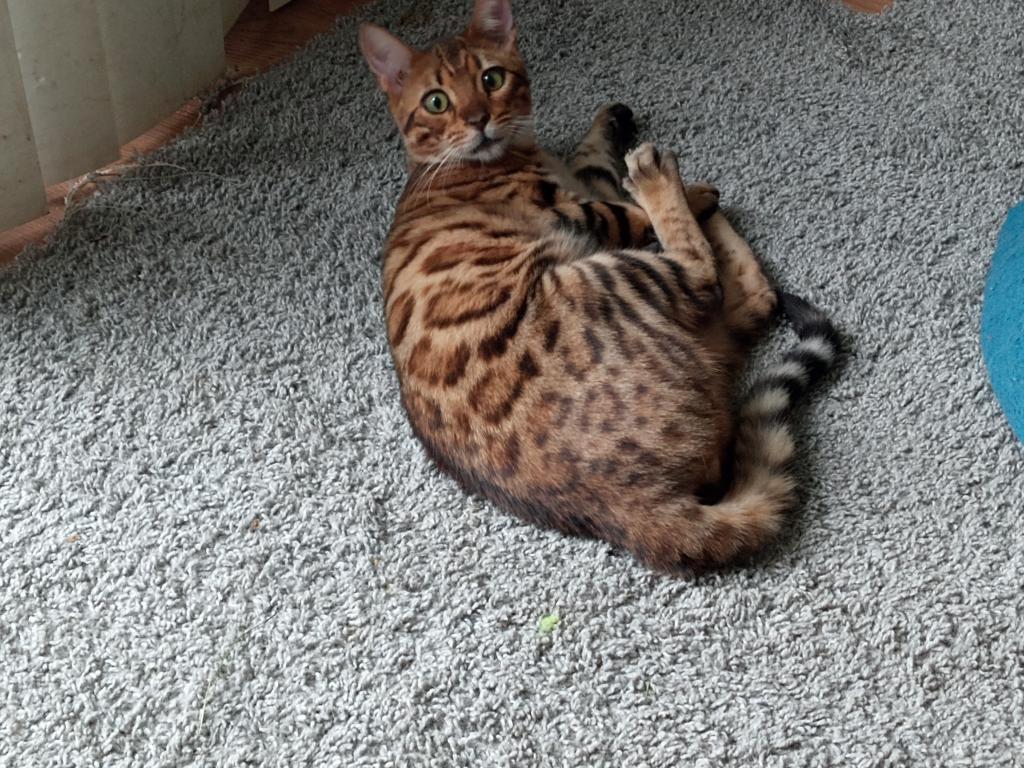Zeus photo 3