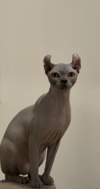 Elf Male Cat photo 2