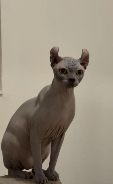Elf Male Cat photo 1