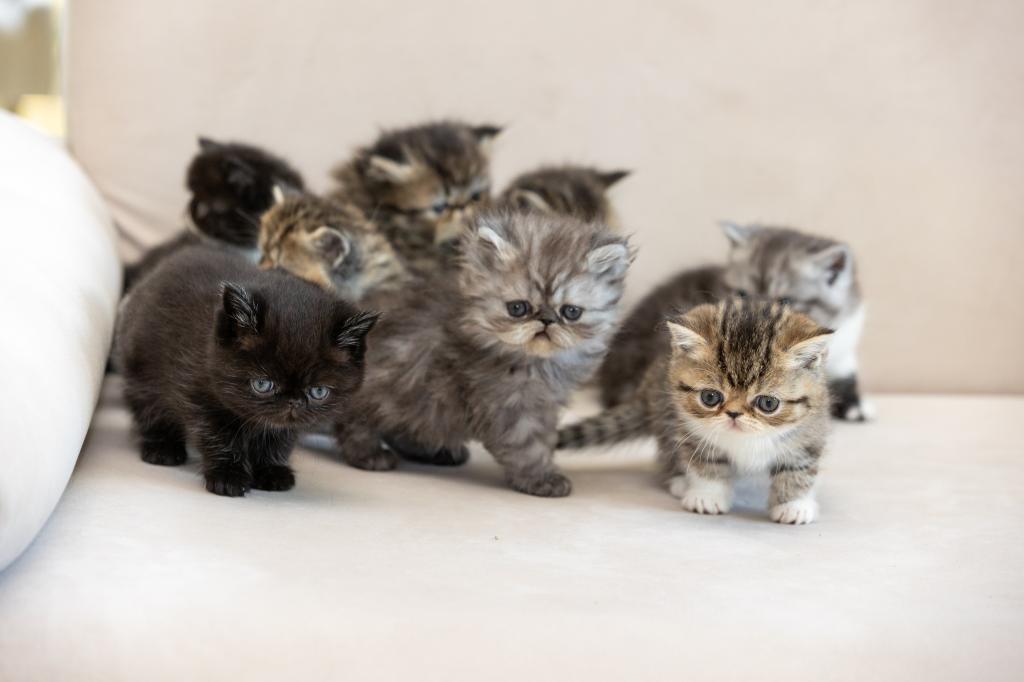 Oreo photo 2
