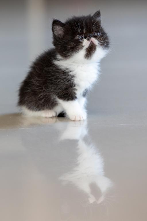 Oreo photo 1