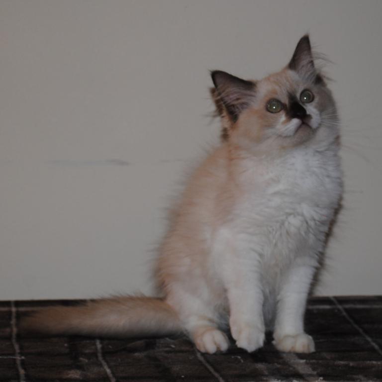 Sabrina Cheribum Ragdoll photo 5