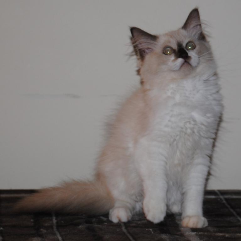 Sabrina Cheribum Ragdoll photo 4
