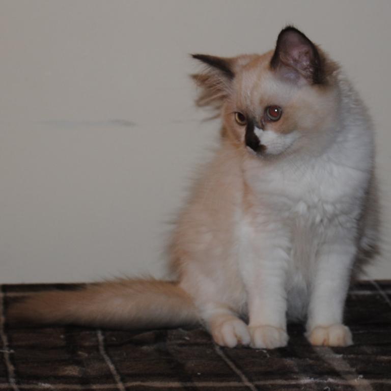 Sabrina Cheribum Ragdoll photo 2