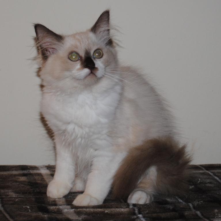 Sabrina Cheribum Ragdoll photo 8