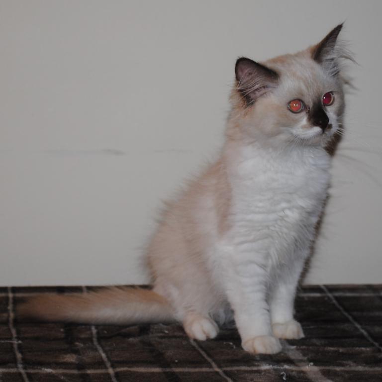 Sabrina Cheribum Ragdoll photo 7