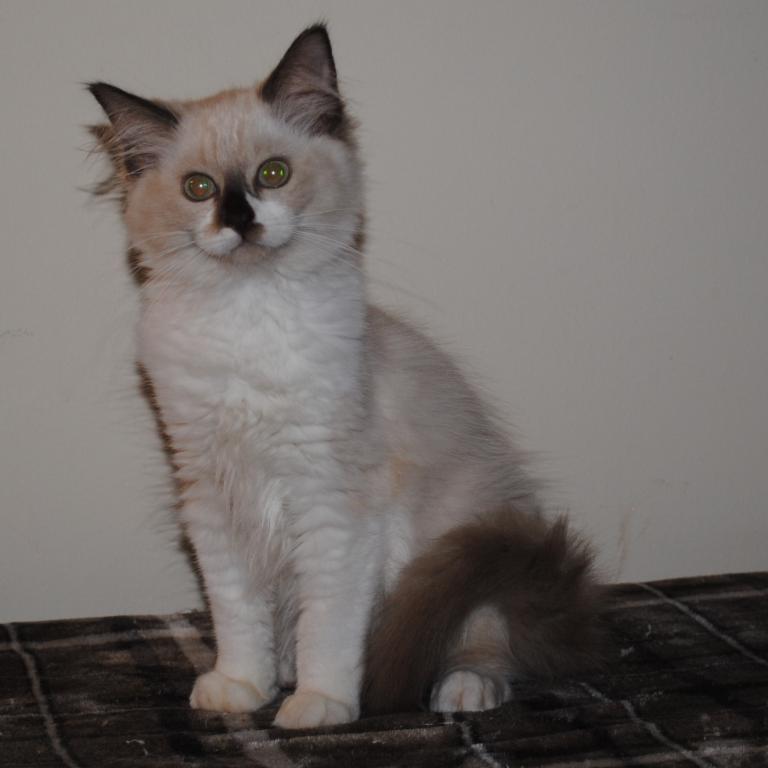 Sabrina Cheribum Ragdoll