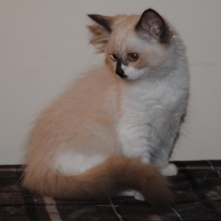 Sabrina Cheribum Ragdoll photo 3
