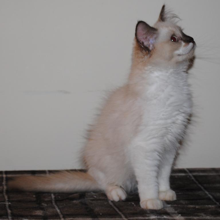 Sabrina Cheribum Ragdoll photo 6