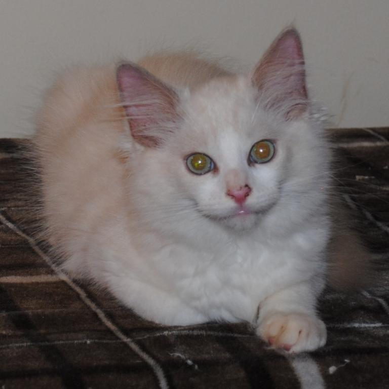 Shiloh Cheribum Ragdoll photo 6