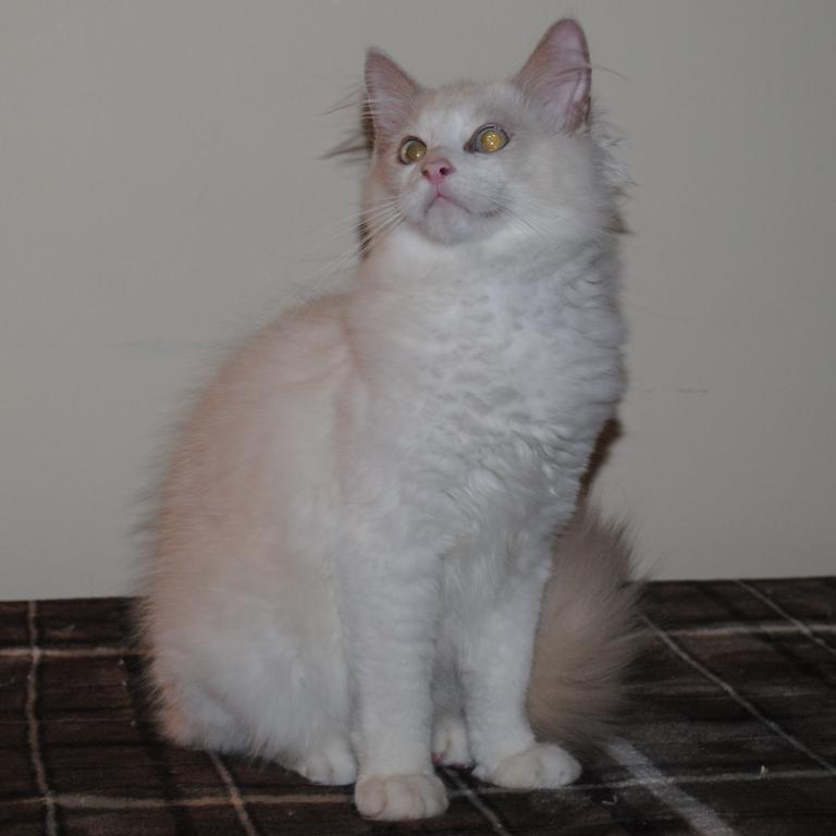 Shiloh Cheribum Ragdoll photo 6