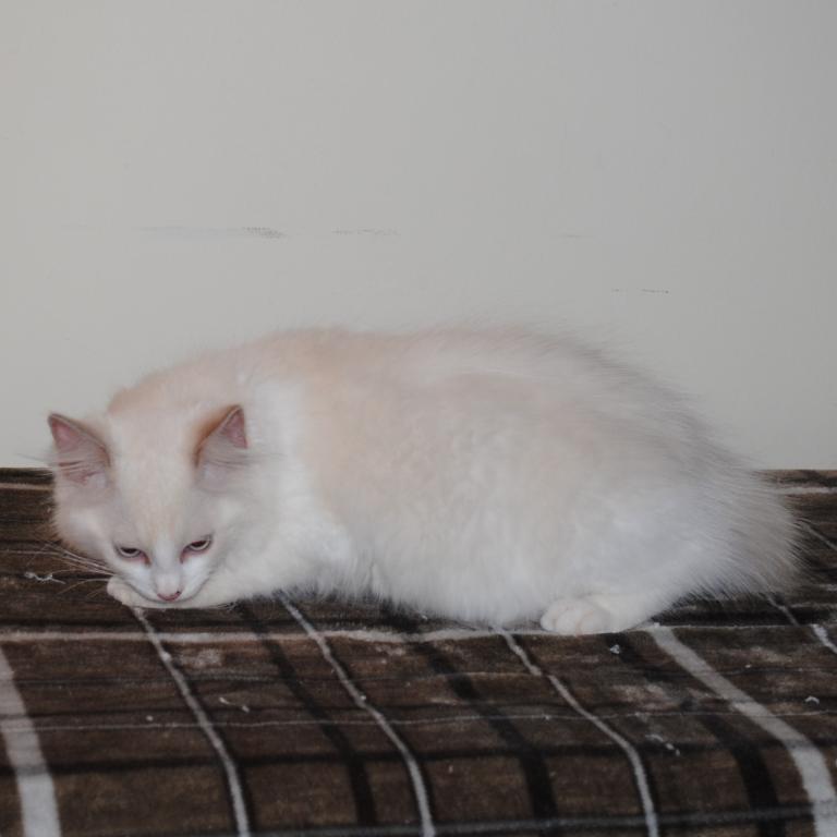 Shiloh Cheribum Ragdoll photo 4