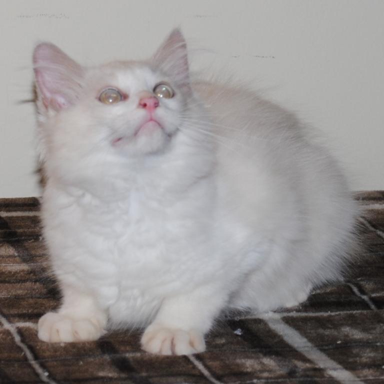 Shiloh Cheribum Ragdoll photo 9