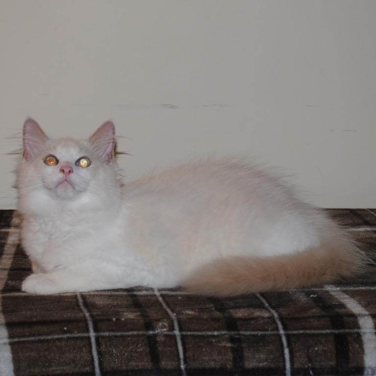 Shiloh Cheribum Ragdoll photo 4