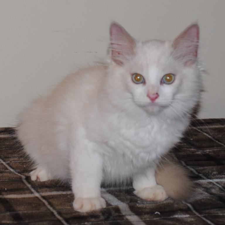 Shiloh Cheribum Ragdoll
