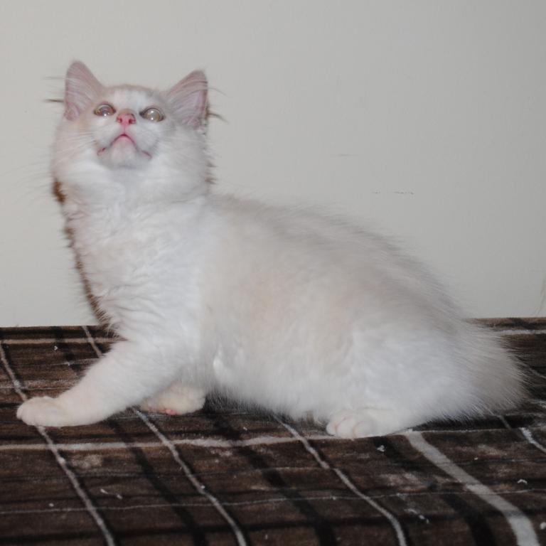 Shiloh Cheribum Ragdoll photo 8