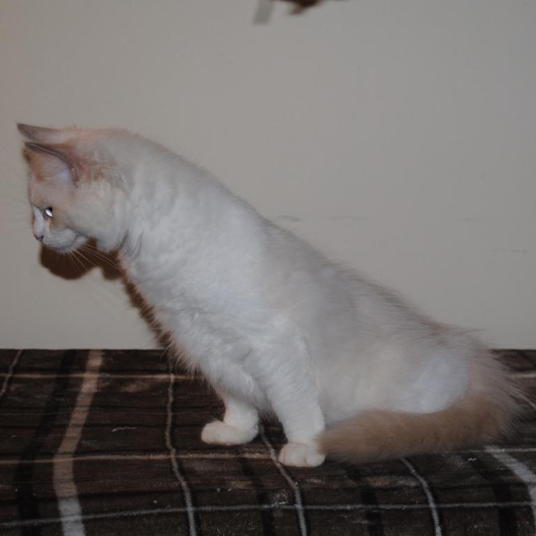 Shiloh Cheribum Ragdoll photo 5