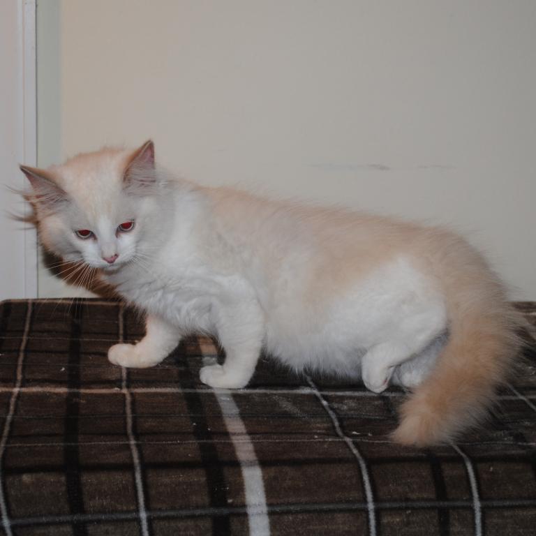 Shiloh Cheribum Ragdoll photo 2