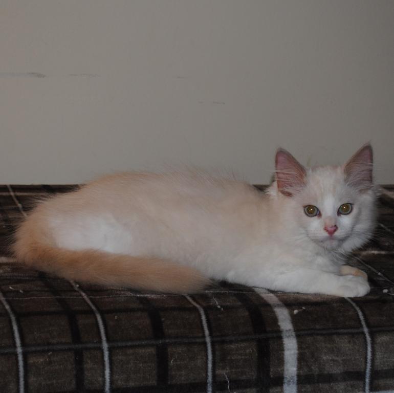 Shiloh Cheribum Ragdoll photo 5