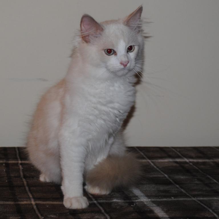 Shiloh Cheribum Ragdoll photo 9