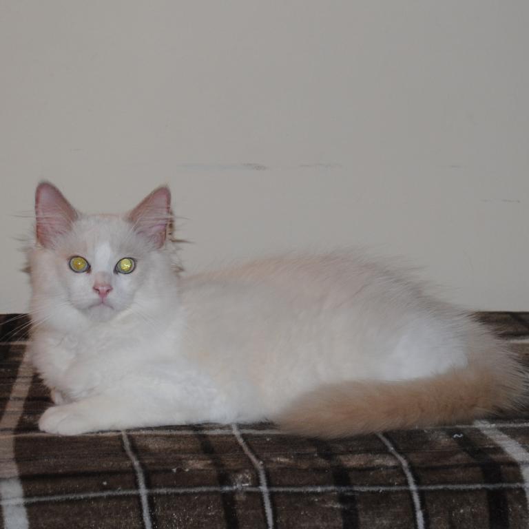 Shiloh Cheribum Ragdoll photo 2