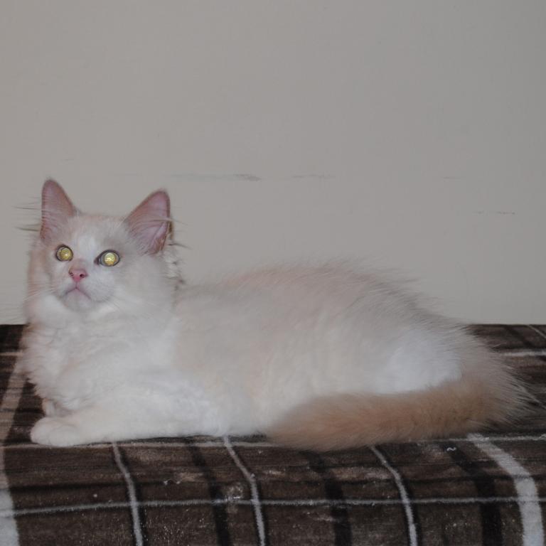 Shiloh Cheribum Ragdoll photo 3
