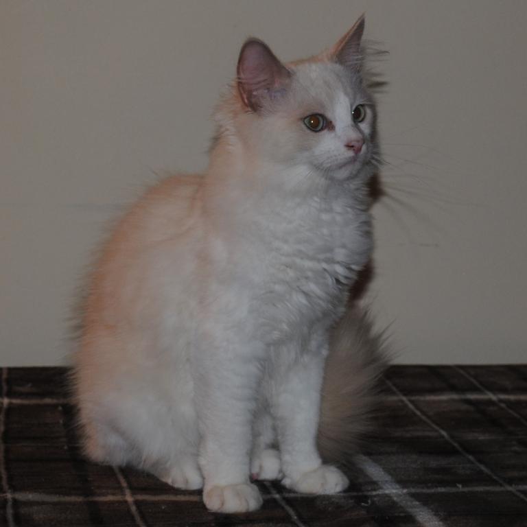 Shiloh Cheribum Ragdoll photo 7