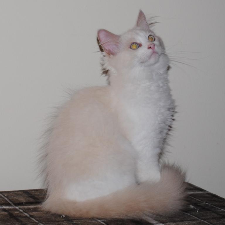 Shiloh Cheribum Ragdoll