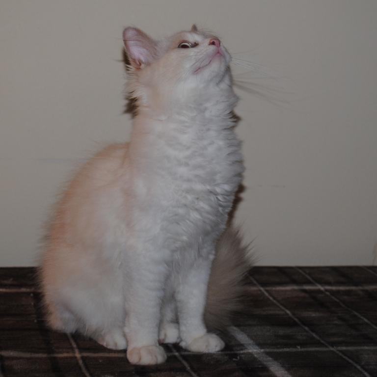 Shiloh Cheribum Ragdoll photo 8