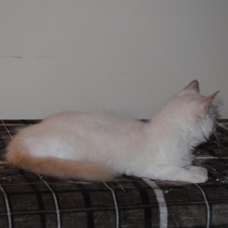 Shiloh Cheribum Ragdoll photo 3
