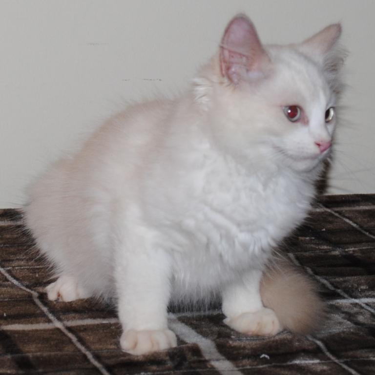 Shiloh Cheribum Ragdoll photo 7