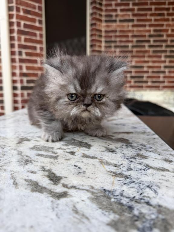 Mochi photo 6