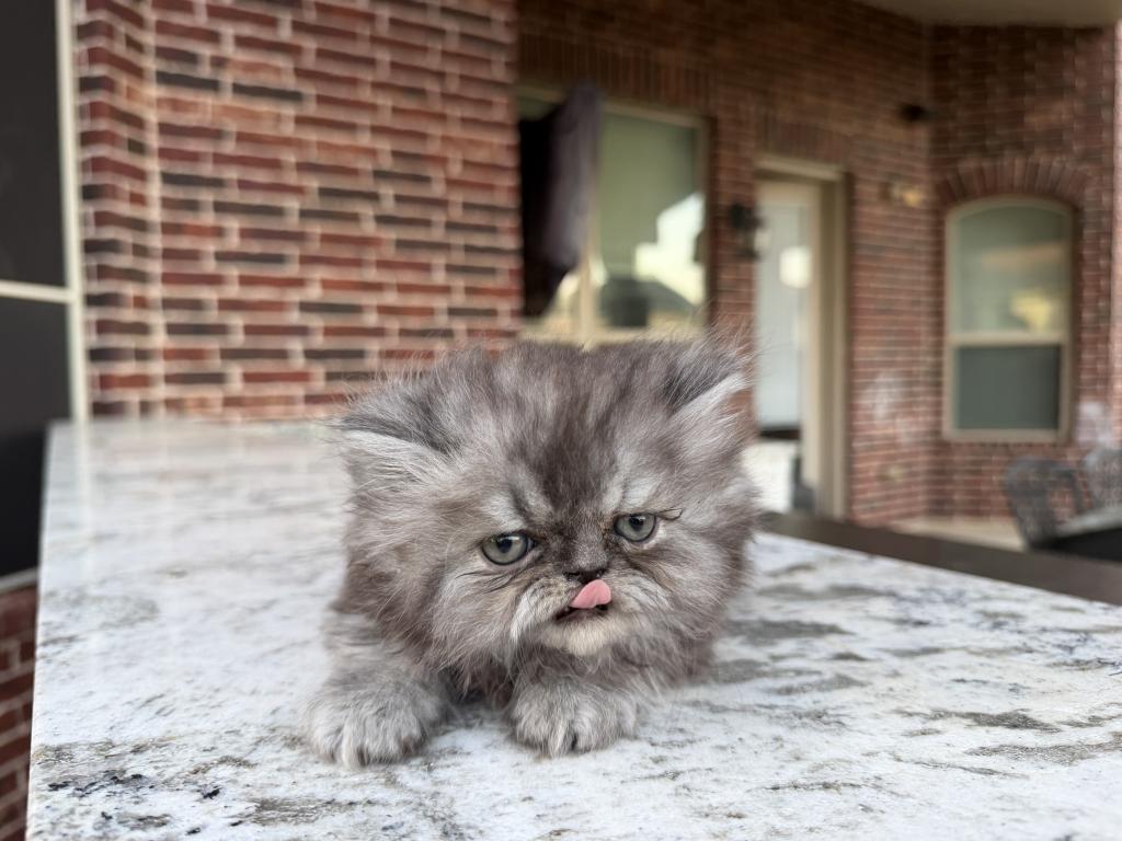 Mochi photo 7