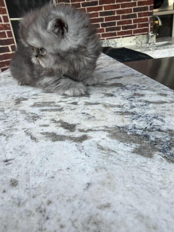 Mochi photo 2