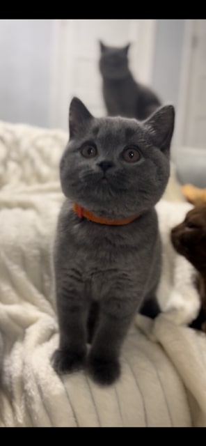 British SH Blue Female BRITISH KITNCAT photo 3