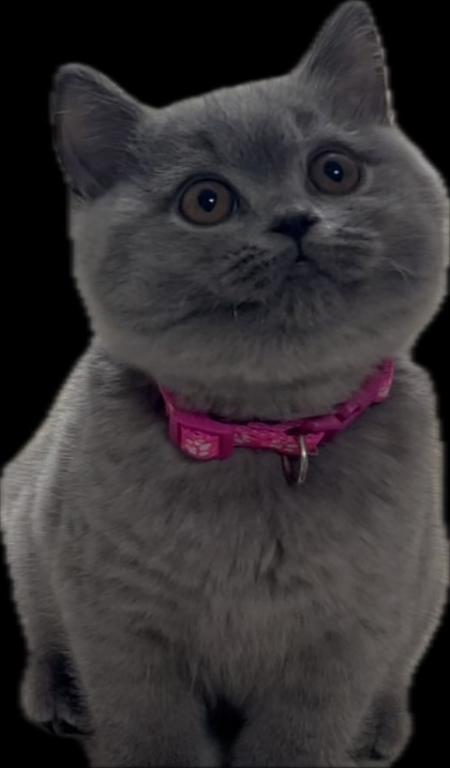 British SH Blue Female BRITISH KITNCAT photo 2
