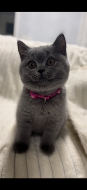 British SH Blue Female BRITISH KITNCAT