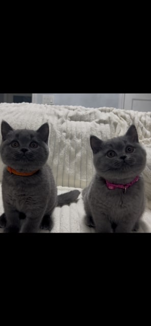 British SH Blue Female BRITISH KITNCAT photo 4