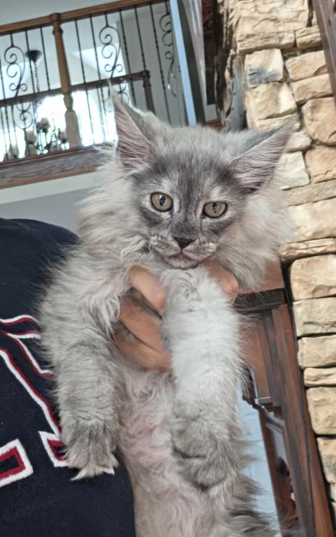 Litter T Female