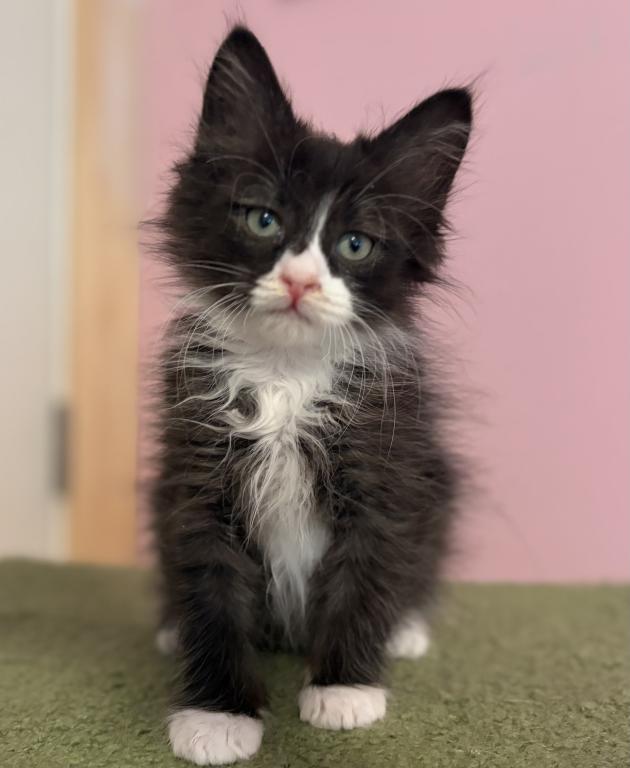 Siberian Black And White Boy photo 3