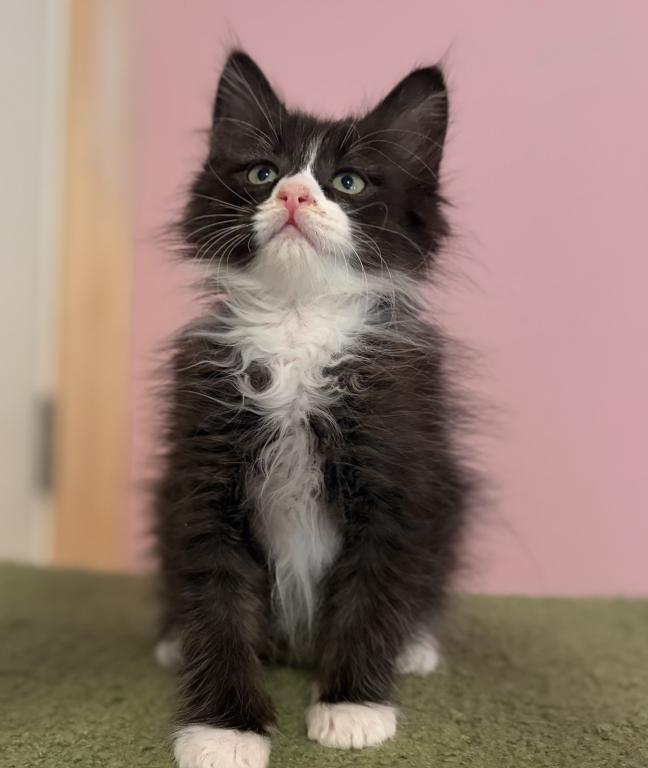 Siberian Black And White Boy